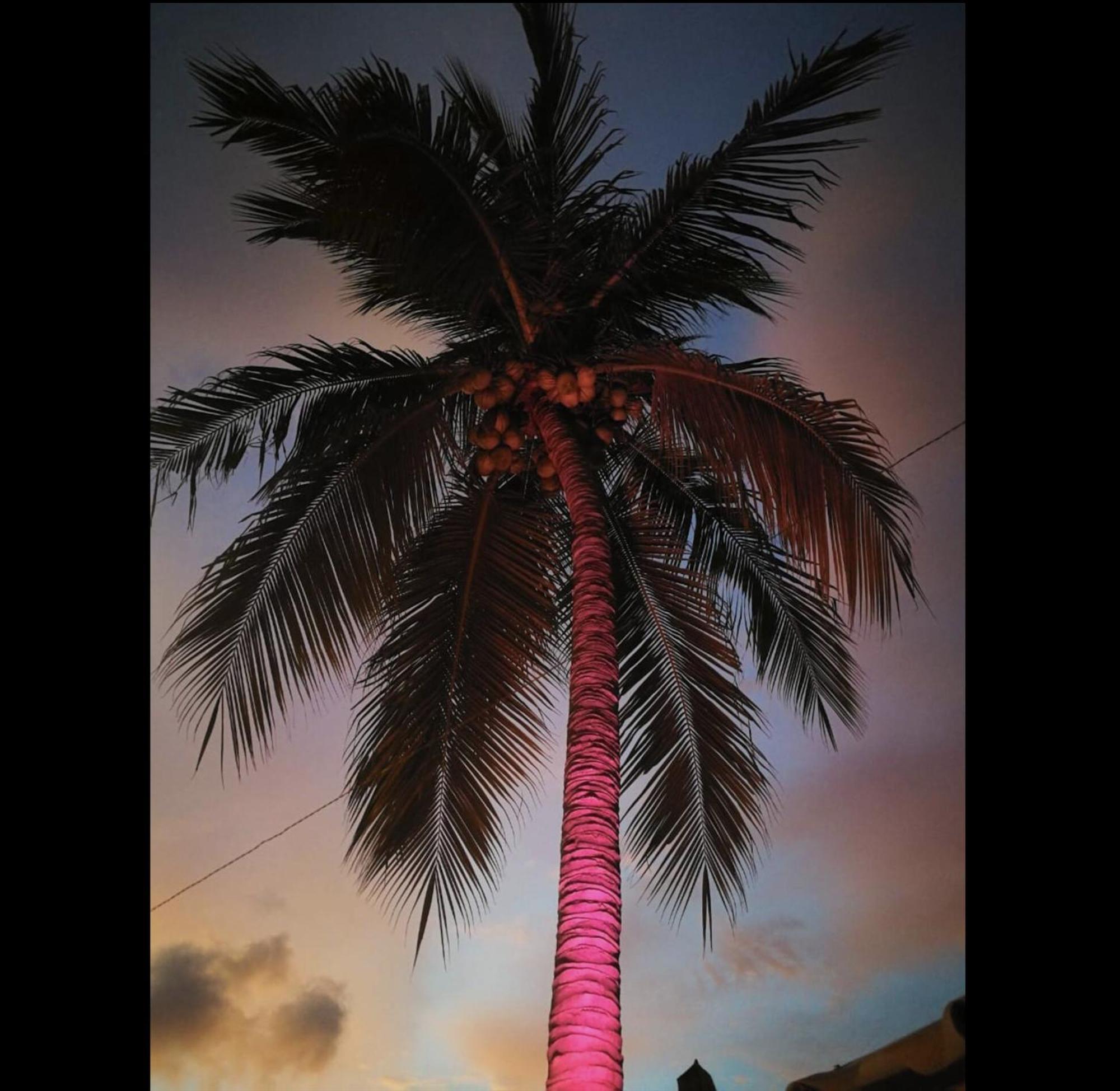 La Palmera Hostel Puerto Escondido  Eksteriør bilde